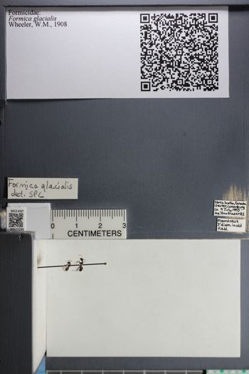 Media type: image;   Entomology 577399